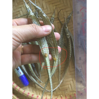 Combo 10 con cá hải long 3 cạnh( Rồng biển) Kiên Giang