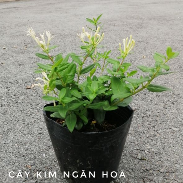 CÂY KIM NGÂN HOA (cây thuốc chữa bệnh)