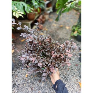 Cây hồng phụng (chỉ giao hỏa tốc HCM)