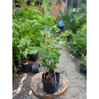 Cây bướm xuân 30-40cm (chỉ giao hỏa tốc HCM)