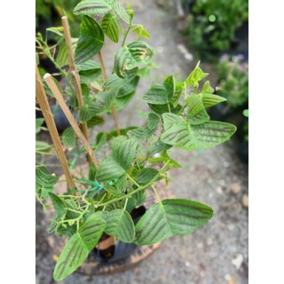 Cây bướm xuân 30-40cm (chỉ giao hỏa tốc HCM)