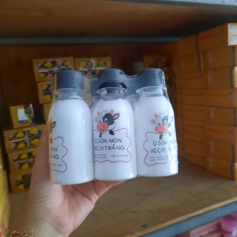 ủ sữa non con.bò