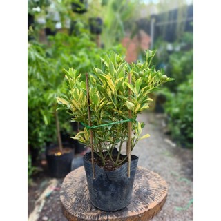Cây tắc cẩm thạch size 40-50cm đang trái(chỉ giao hỏa tốc HCM)