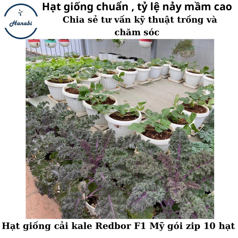 Hạt giống cải kale redbor f1 mỹ
