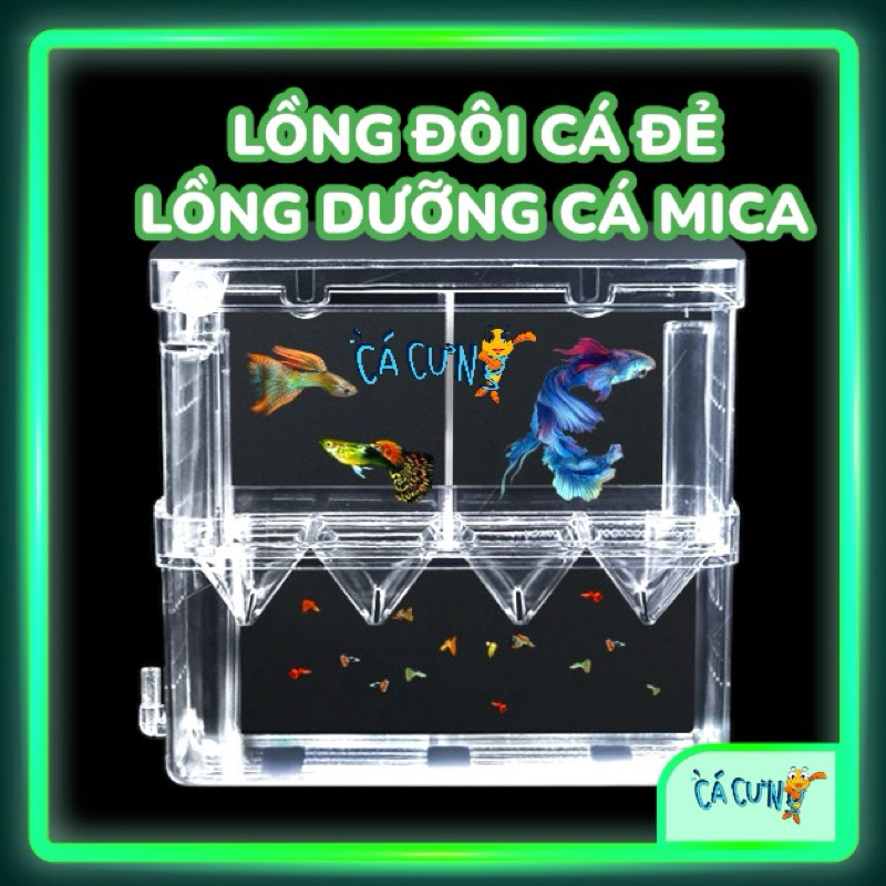 Lồng Đôi Cá Đẻ Mica | Lồng dưỡng cá | Lồng tách cá bằng mica (Hàng công Ty)