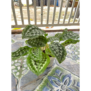 đuôi công.calathea Merak (tặng kèm phân bón)