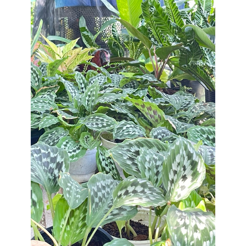 đuôi công.calathea Merak (tặng kèm phân bón)