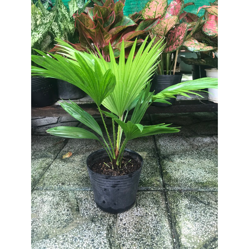 Cây cọ để bàn