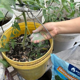 Nấm Trichoderma Điền trang, Men Vi Sinh Ủ Phân hữu cơ Sfarm, Xử Lý Đất trồng, Phòng Ngừa nấm Bệnh Vuonbabylon - Gói 1Kg