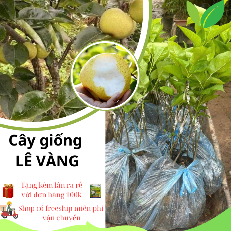 GIỐNG CÂY LÊ VÀNG F1 - cây giống lê vàng siêu trái