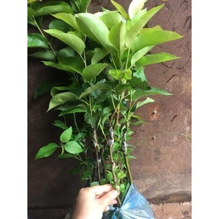 GIỐNG CÂY LÊ VÀNG F1 - cây giống lê vàng siêu trái
