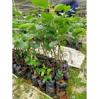 GIỐNG CÂY LÊ VÀNG F1 - cây giống lê vàng siêu trái