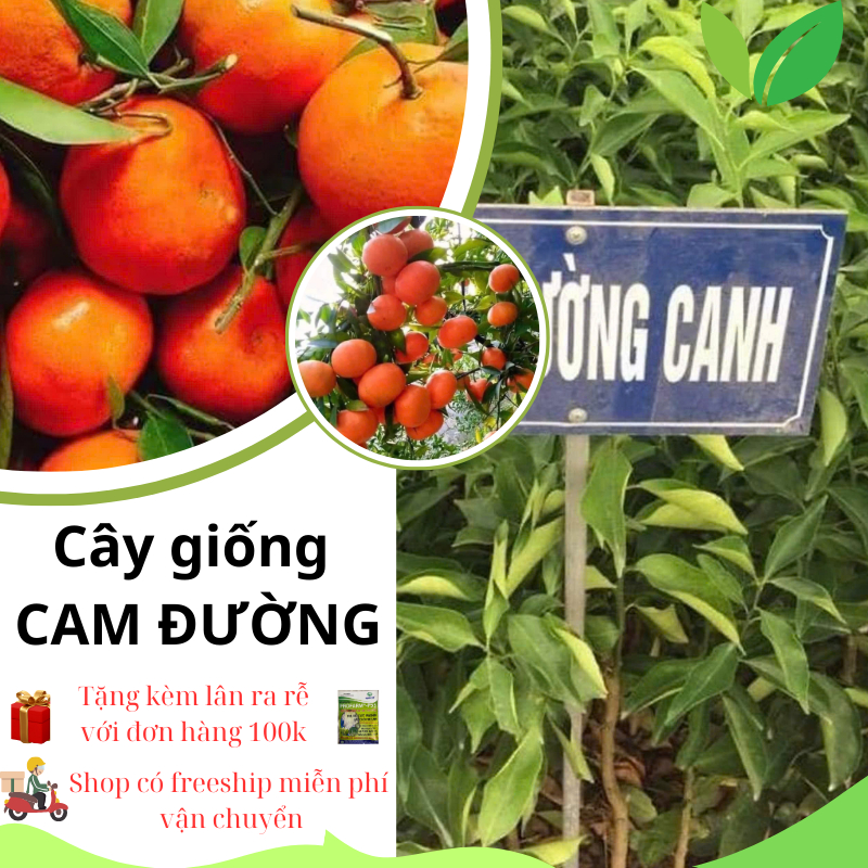 CAM ĐƯỜNG CANH (CAM CANH) cây giống cam đường canh siêu  trái - mọng nước