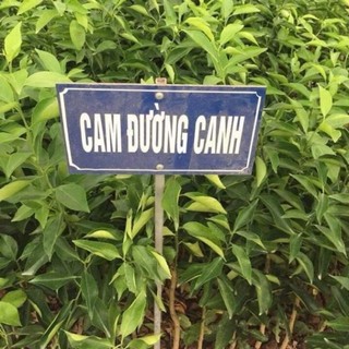 CAM ĐƯỜNG CANH (CAM CANH) cây giống cam đường canh siêu  trái - mọng nước