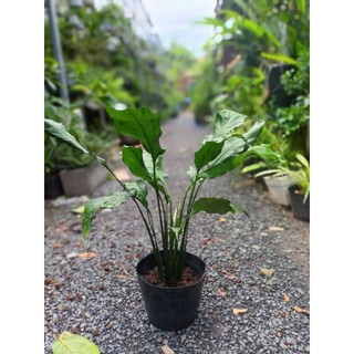 Cây lan ý thường (chỉ giao hỏa tốc HCM)
