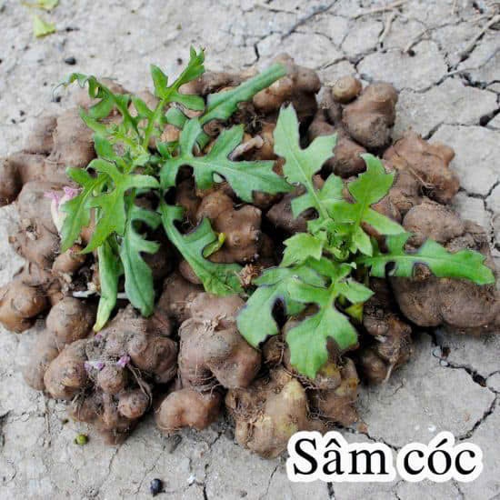 [Hoả tốc HCM] Chậu cây giống sâm cóc (xuyên khung nam, xuyên tam thất)
