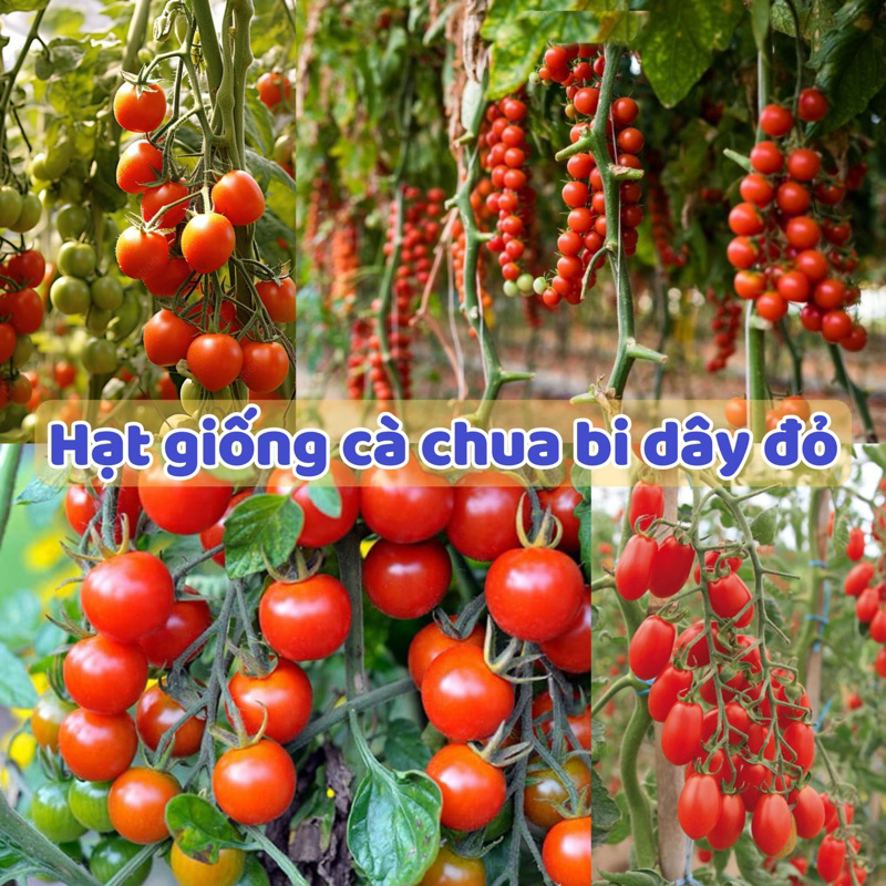 Hạt Giống Cà Chua Bi Dây Đỏ - Dây Cherry ( Gói 30 Hạt) - Cà Chua Cherry Tròn Quả Đỏ.
