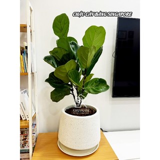 Chậu xi măng đá mài thúng 2 size