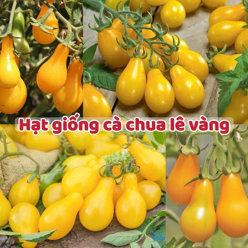 Hạt giống cà chua quả trái lê vàng (gói 30 hạt) - Dễ Trồng, Ngọt Thơm