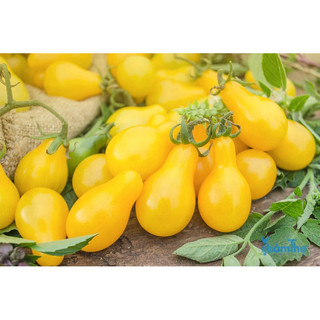 Hạt giống cà chua quả trái lê vàng (gói 30 hạt) - Dễ Trồng, Ngọt Thơm