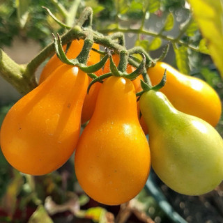 Hạt giống cà chua quả trái lê vàng (gói 30 hạt) - Dễ Trồng, Ngọt Thơm
