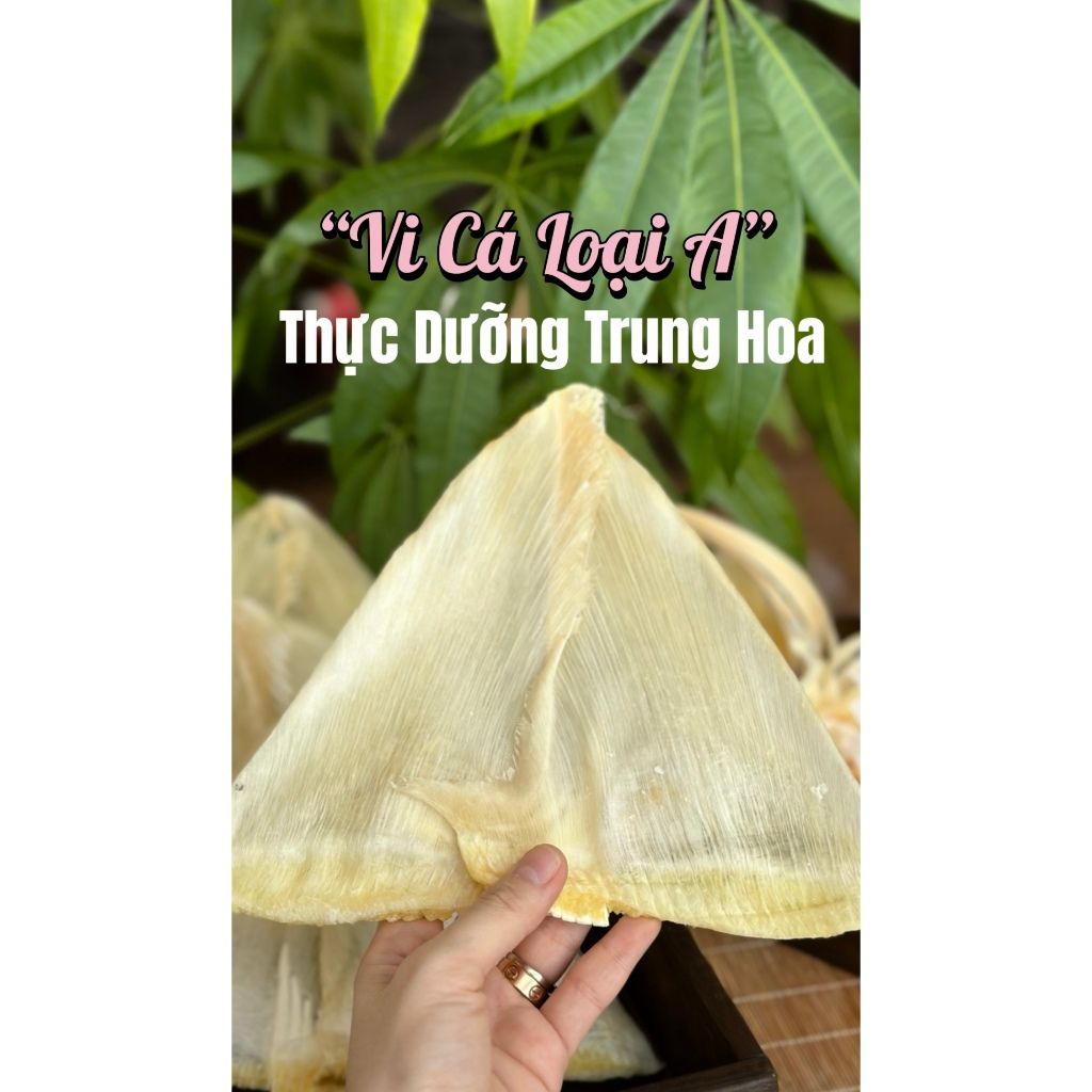 Vi Cá Vây Lưng Loại Lớn 16-20cm
