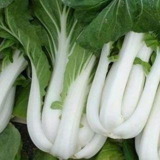 HẠT GIỐNG CẢI BẸ TRẮNG GÓI 10GRAM