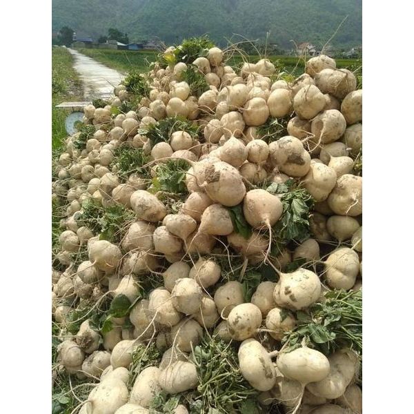 HẠT GIỐNG CỦ ĐẬU GÓI 50 HẠT