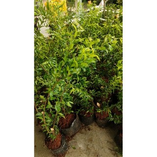 Chậu Mai chiếu thủy trung nu ( cây giống cao 15-20cm )