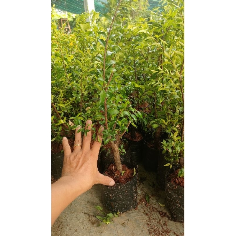 Chậu Mai chiếu thủy trung nu ( cây giống cao 15-20cm )