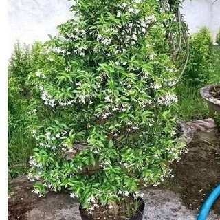Chậu Mai chiếu thủy trung nu ( cây giống cao 15-20cm )