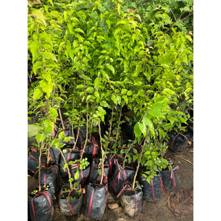 BẦU ĐẤT HỒNG QUÂN  THÁI-GHÉP CÀNH-KHÔNG GAI