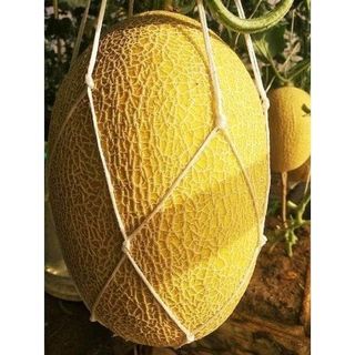 HẠT GIỐNG DƯA LƯỚI VÀNG GÓI 10 HẠT