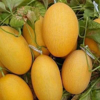 HẠT GIỐNG DƯA LƯỚI VÀNG GÓI 10 HẠT