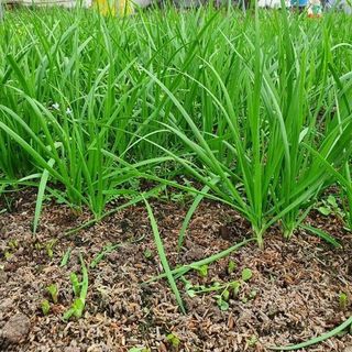 HẠT GIỐNG RAU HẸ TA GÓI 5GRAM