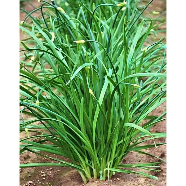 HẠT GIỐNG RAU HẸ TA GÓI 5GRAM