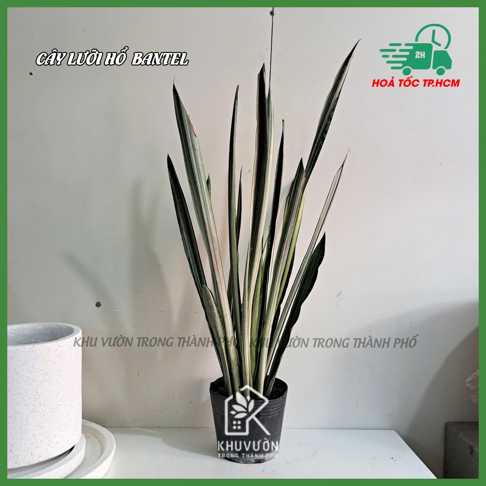 LƯỠI HỔ TRẮNG (Hàng mới, thái lan)-   white sansevieria ‘bantel’s sensation’ (hỏa tốc)