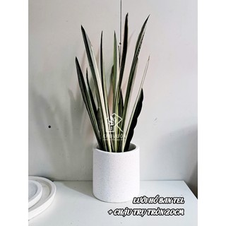 LƯỠI HỔ TRẮNG (Hàng mới, thái lan)-   white sansevieria ‘bantel’s sensation’ (hỏa tốc)