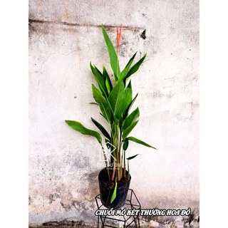 Cây chuối mỏ két hoa vàng bụi 3-4 cây