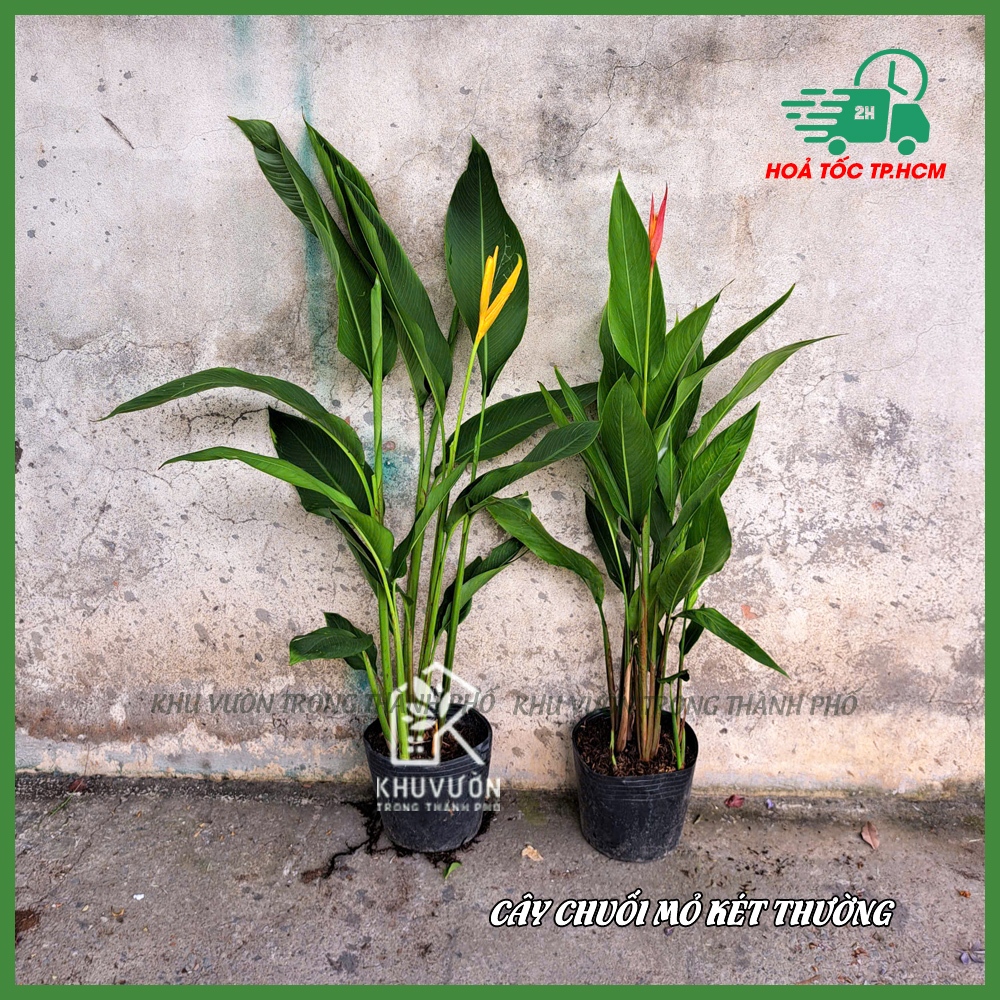 Cây chuối mỏ két hoa vàng bụi 3-4 cây