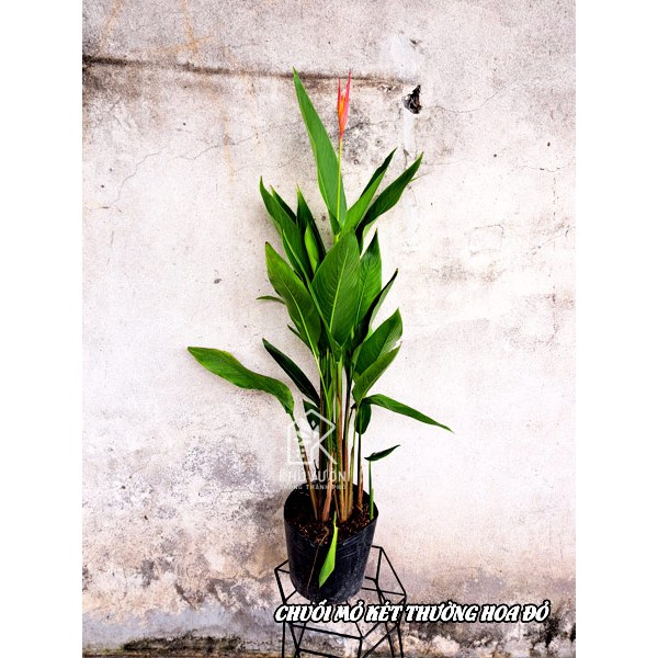 Cây chuối mỏ két hoa đỏ( Chuối thiên điểu)