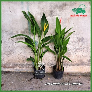 Cây chuối mỏ két hoa đỏ( Chuối thiên điểu)
