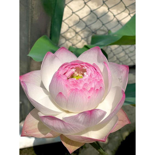 Hoa Sen Super Lotus