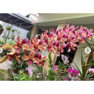 HOA LAN NẮNG TOMMY ĐỎ