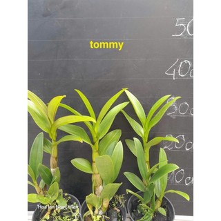 HOA LAN NẮNG TOMMY ĐỎ