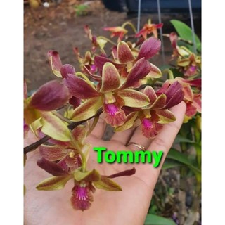 HOA LAN NẮNG TOMMY ĐỎ