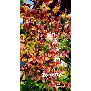 HOA LAN NẮNG TOMMY ĐỎ