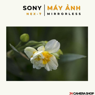 Máy ảnh Mirrorless SONY NEX-7 + Lens Kit