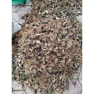 Combo 20 Củ Giống Hoa Huệ Mưa - KNS