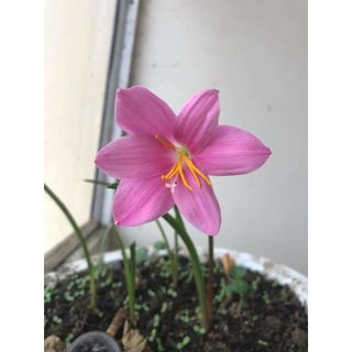 Combo 20 Củ Giống Hoa Huệ Mưa - KNS